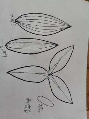 自己家的百合花今天开花了#热缩图纸