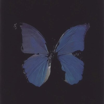 ◆◇BLACK BUTTERFLY