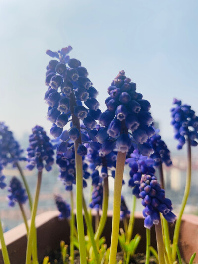 葡萄风信子