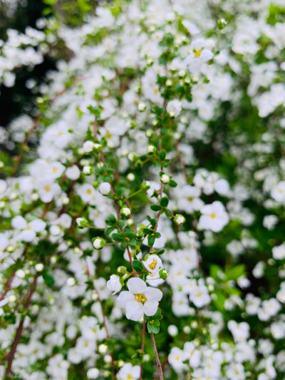 锦缎花团绣碧丛，银光闪闪继棕红……
珍珠绣线菊～也有叫它喷雪花的～小小的花朵白如雪好可爱～惹人怜爱～