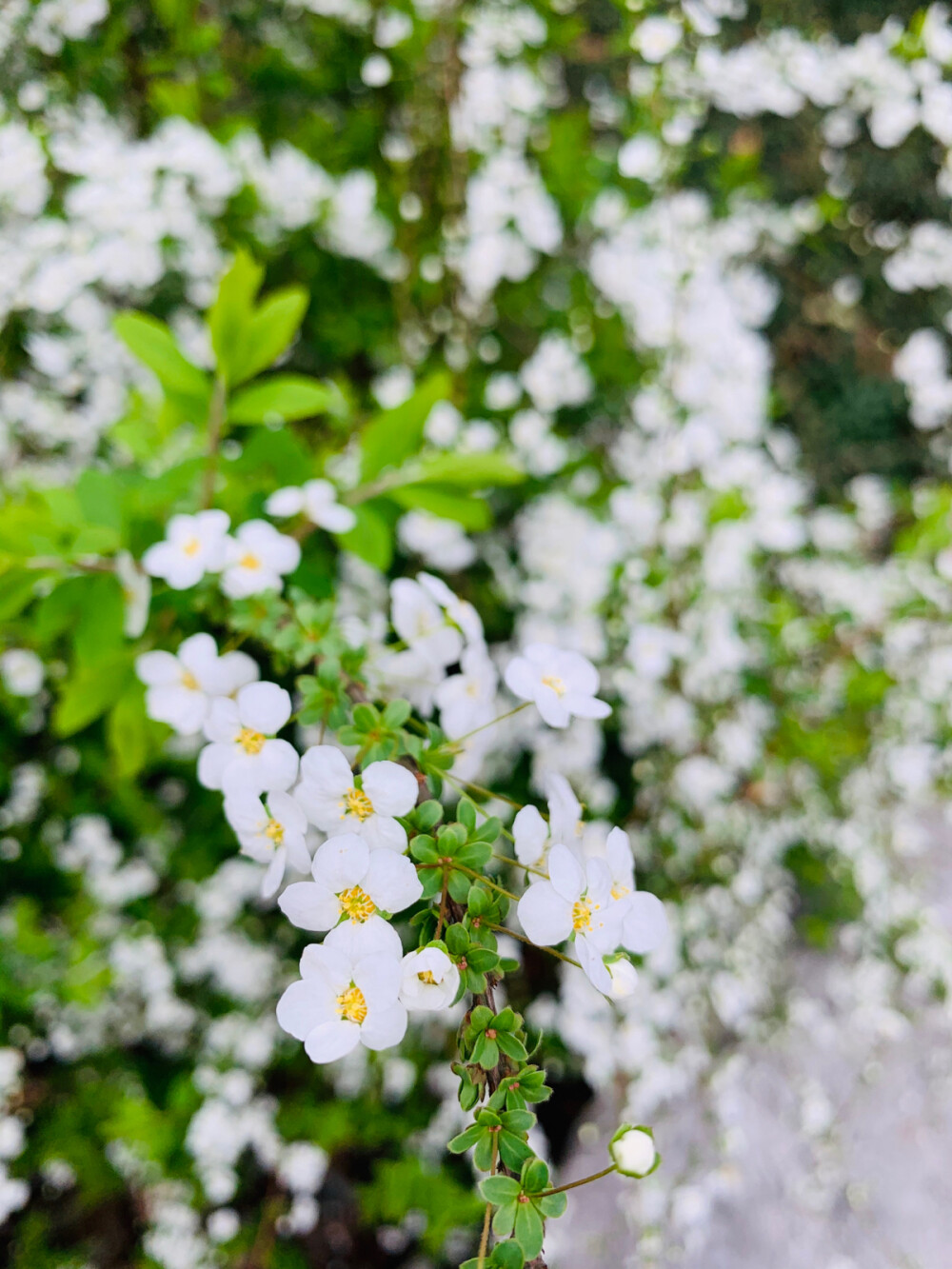 锦缎花团绣碧丛，银光闪闪继棕红……
珍珠绣线菊～也有叫它喷雪花的～小小的花朵白如雪好可爱～惹人怜爱～