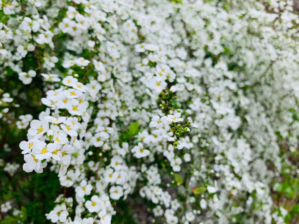 锦缎花团绣碧丛，银光闪闪继棕红……
珍珠绣线菊～也有叫它喷雪花的～小小的花朵白如雪好可爱～惹人怜爱～