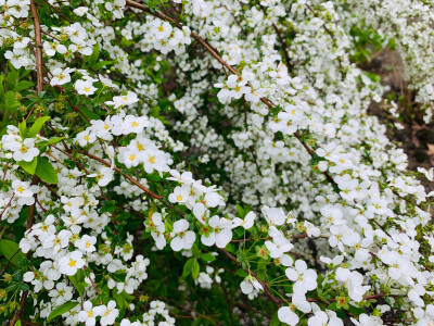 锦缎花团绣碧丛，银光闪闪继棕红……
珍珠绣线菊～也有叫它喷雪花的～小小的花朵白如雪好可爱～惹人怜爱～