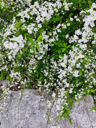 锦缎花团绣碧丛，银光闪闪继棕红……
珍珠绣线菊～也有叫它喷雪花的～小小的花朵白如雪好可爱～惹人怜爱～