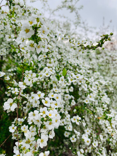 锦缎花团绣碧丛，银光闪闪继棕红……
珍珠绣线菊～也有叫它喷雪花的～小小的花朵白如雪好可爱～惹人怜爱～