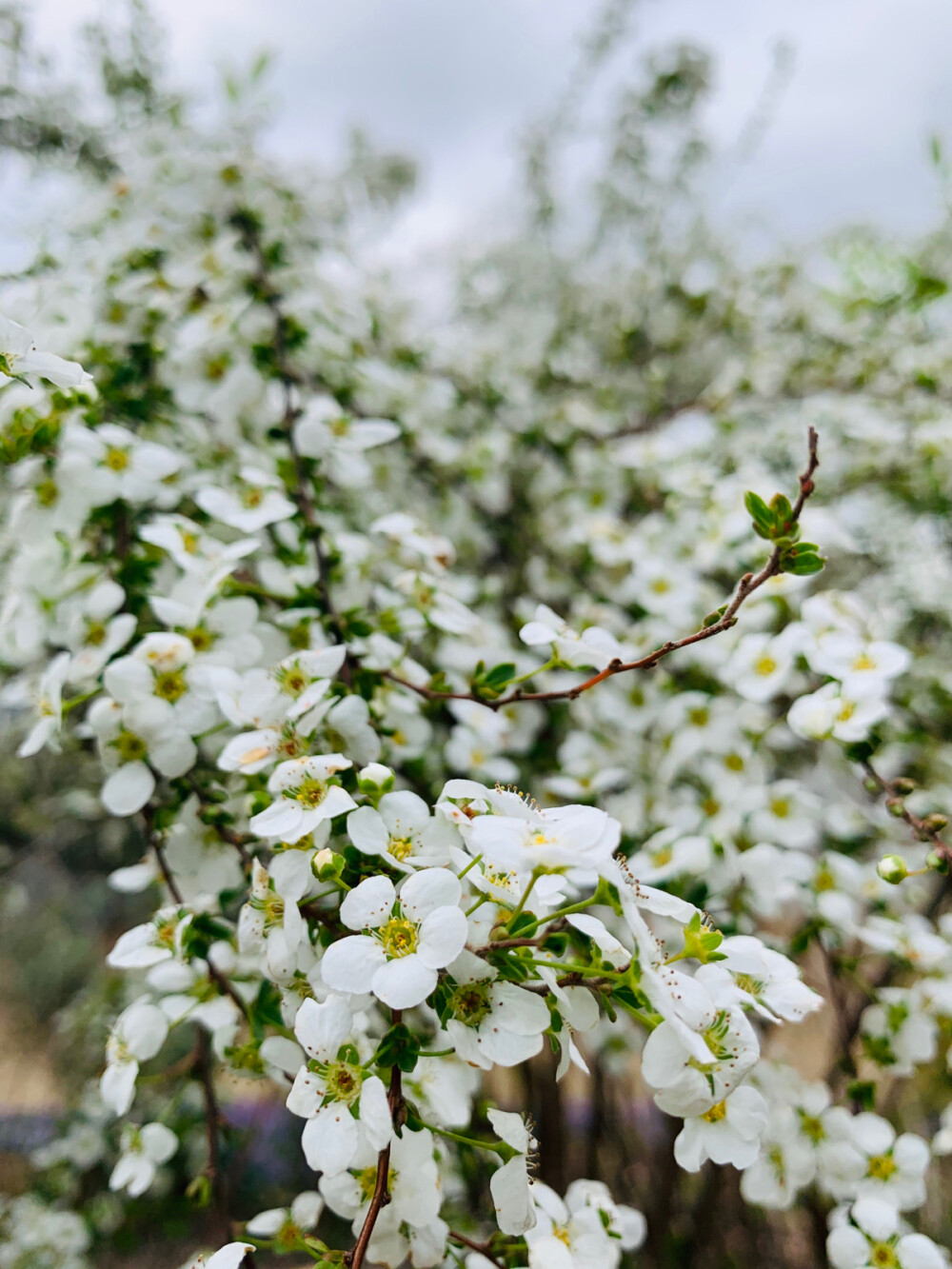 锦缎花团绣碧丛，银光闪闪继棕红……
珍珠绣线菊～也有叫它喷雪花的～小小的花朵白如雪好可爱～惹人怜爱～