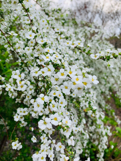 锦缎花团绣碧丛，银光闪闪继棕红……
珍珠绣线菊～也有叫它喷雪花的～小小的花朵白如雪好可爱～惹人怜爱～