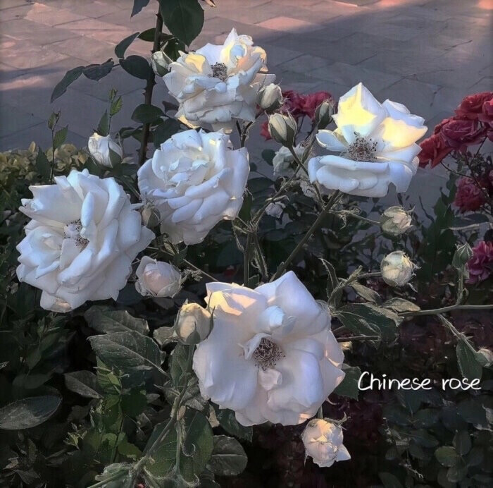 玫瑰ins壁纸rose