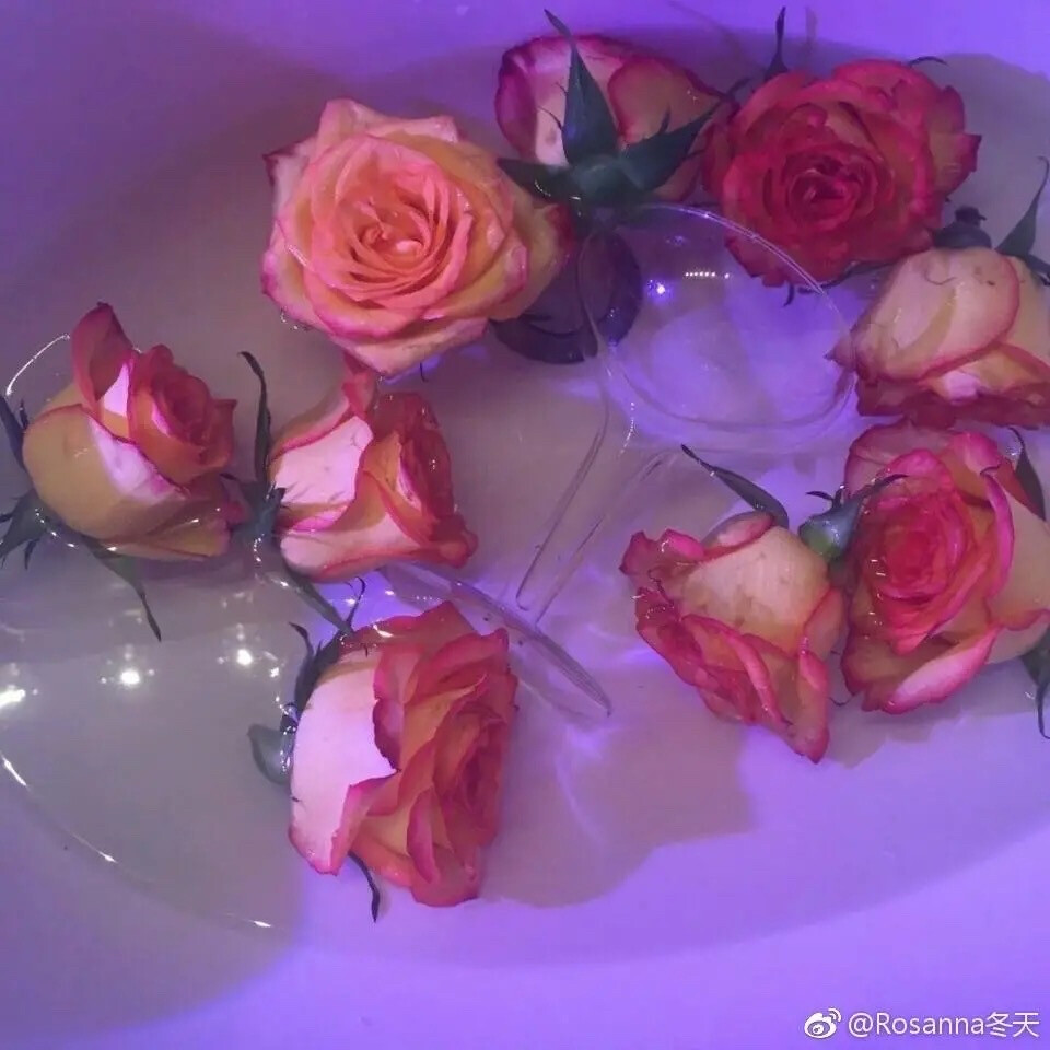 玫瑰ins壁纸rose