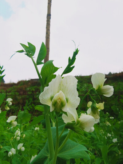 春日里的一些小美好