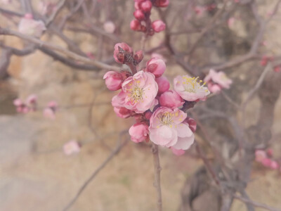 正是观梅好季节