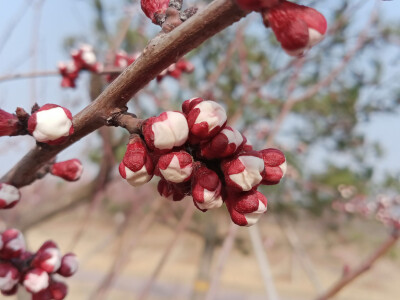 正是观梅好季节