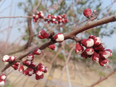 正是观梅好季节