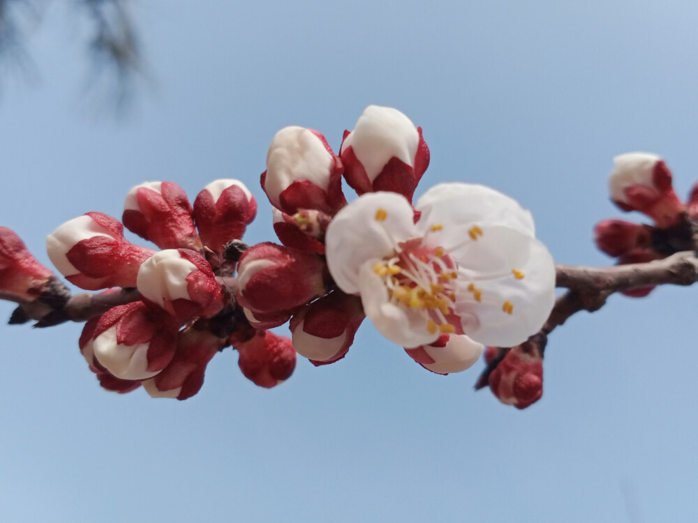 正是观梅好季节