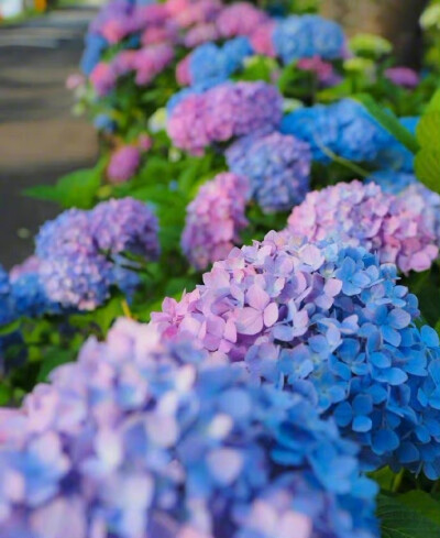 紫阳花