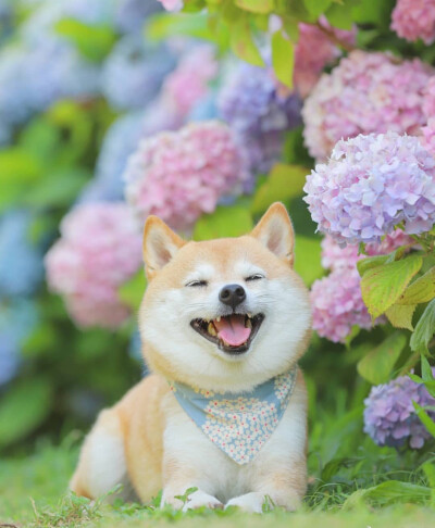 紫阳花