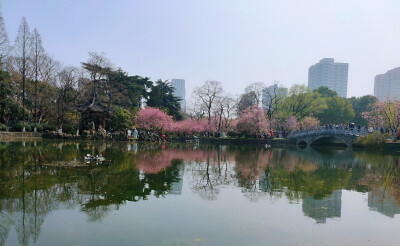 南京海棠花已开
既然你来不了
那我就拍给你看