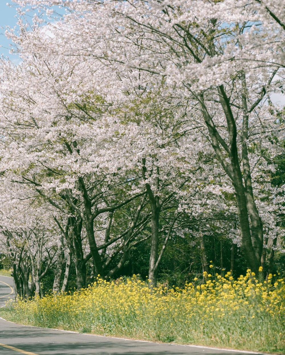 我遇见你的那天，春天刚好到来♡