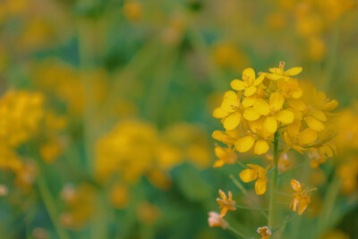 油菜花