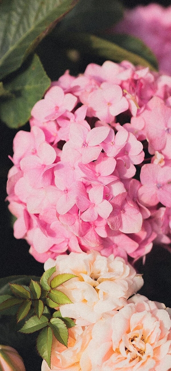 紫阳花