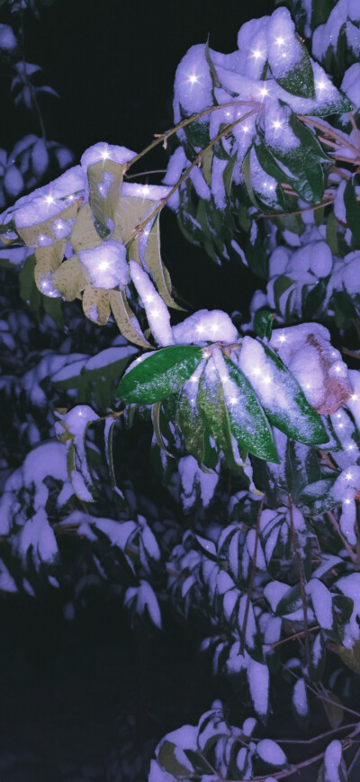 雪与桂花树