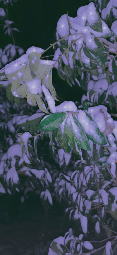 雪与桂花树