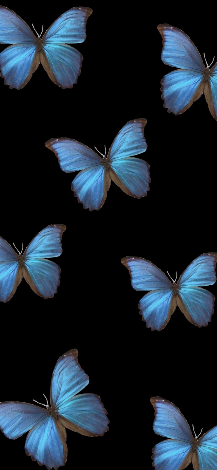 Fu蝶 堆糖 美图壁纸兴趣社区