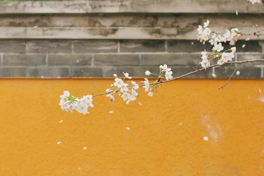 春游，去野餐，放风筝，赏花。