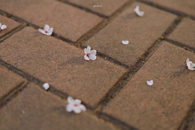 「花儿处处开」
©苞谷心心