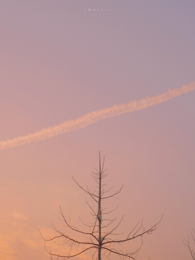 粉系背景图 | 花在暮色中苏醒
??森川morii