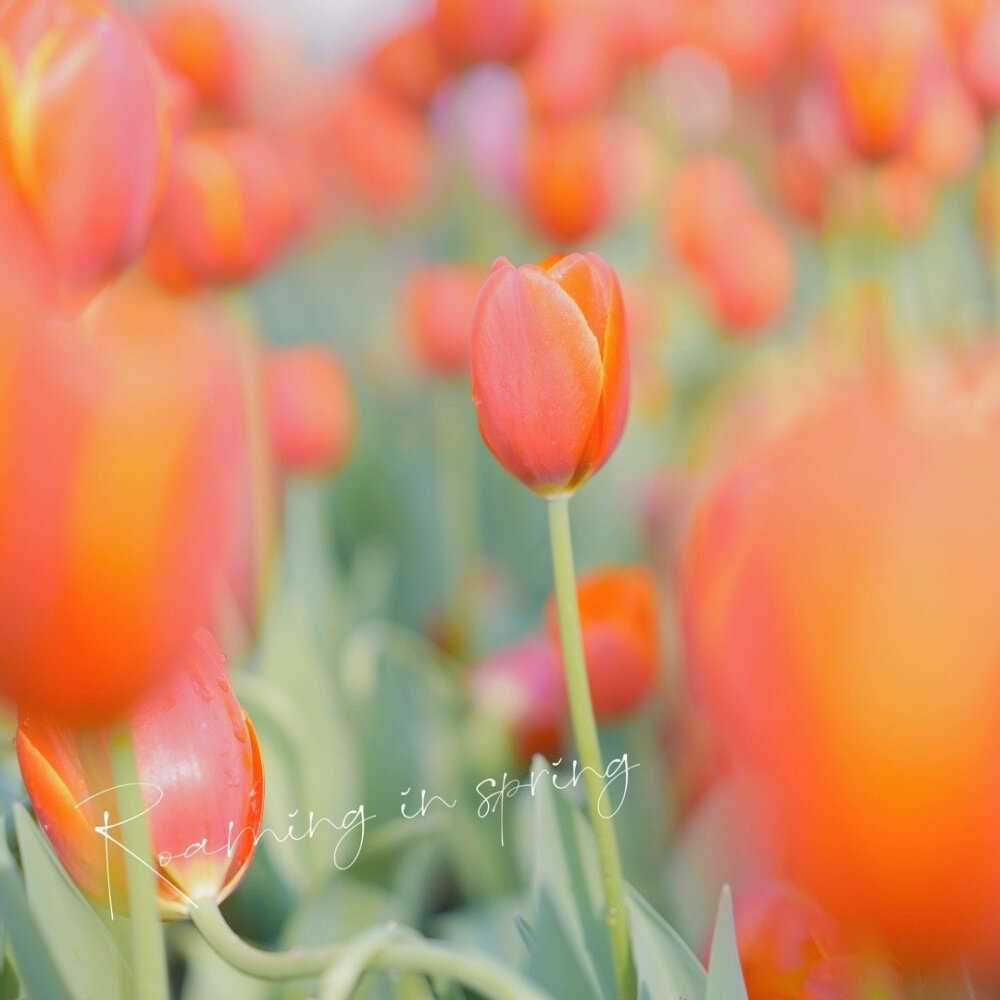 春日花花摄影
©️你的鱼三岁