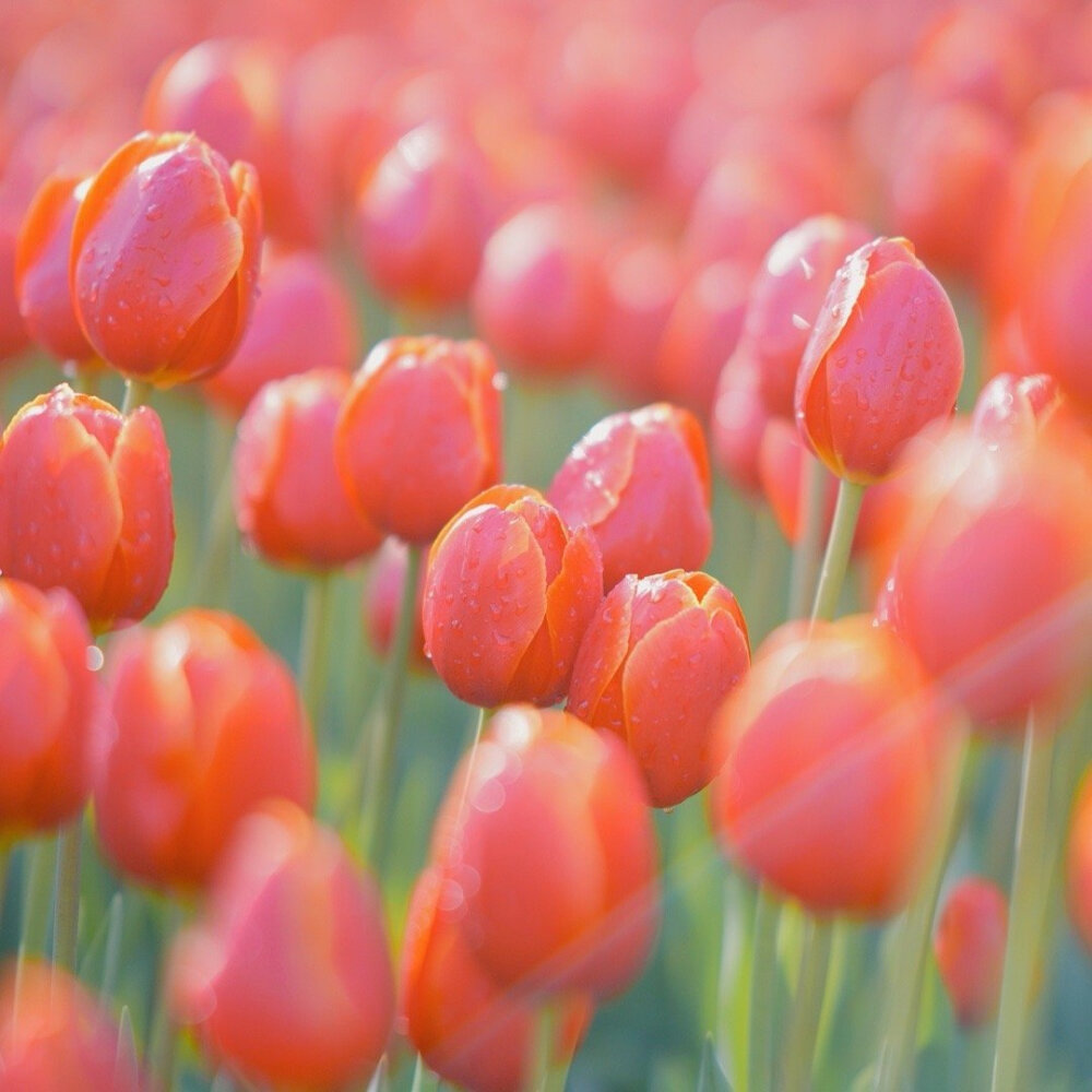 春日花花摄影
©️你的鱼三岁