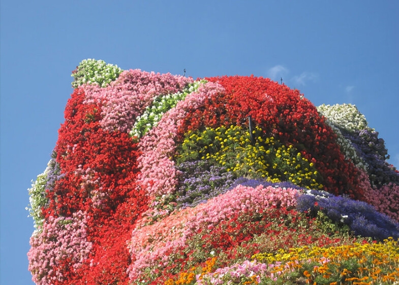 遍野是花。