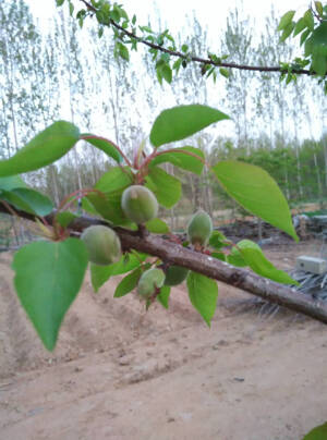 没花花