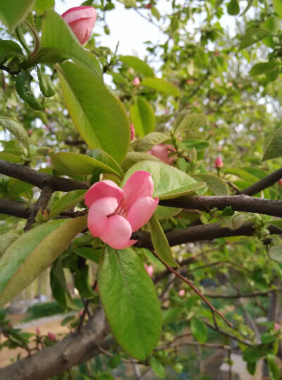 野花，小麦