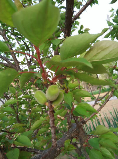 野花，小麦