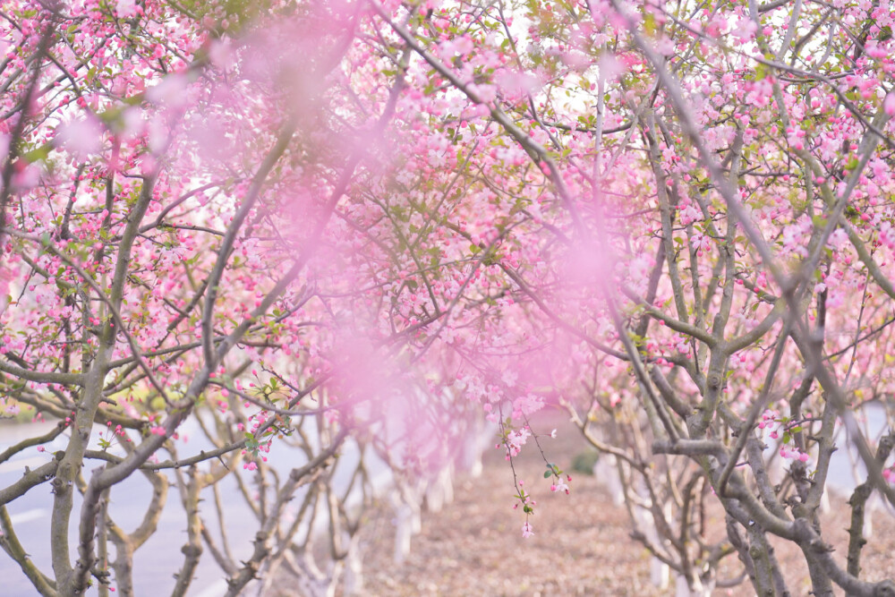 春天 粉色 花