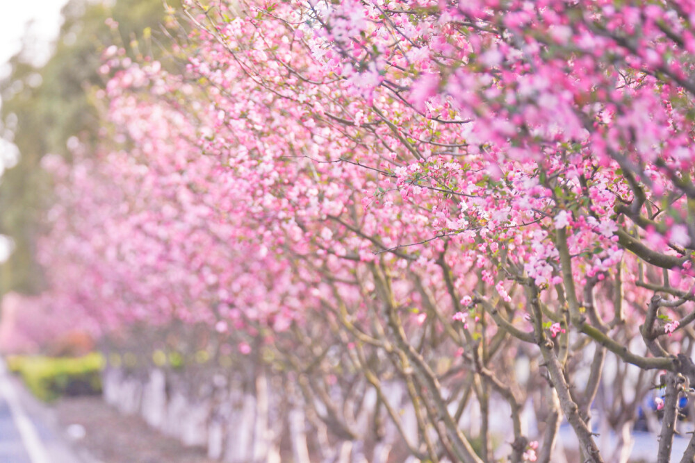 春天 粉色 花