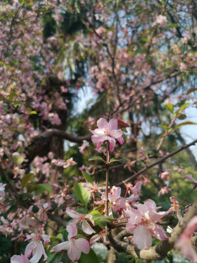 昆明 樱花