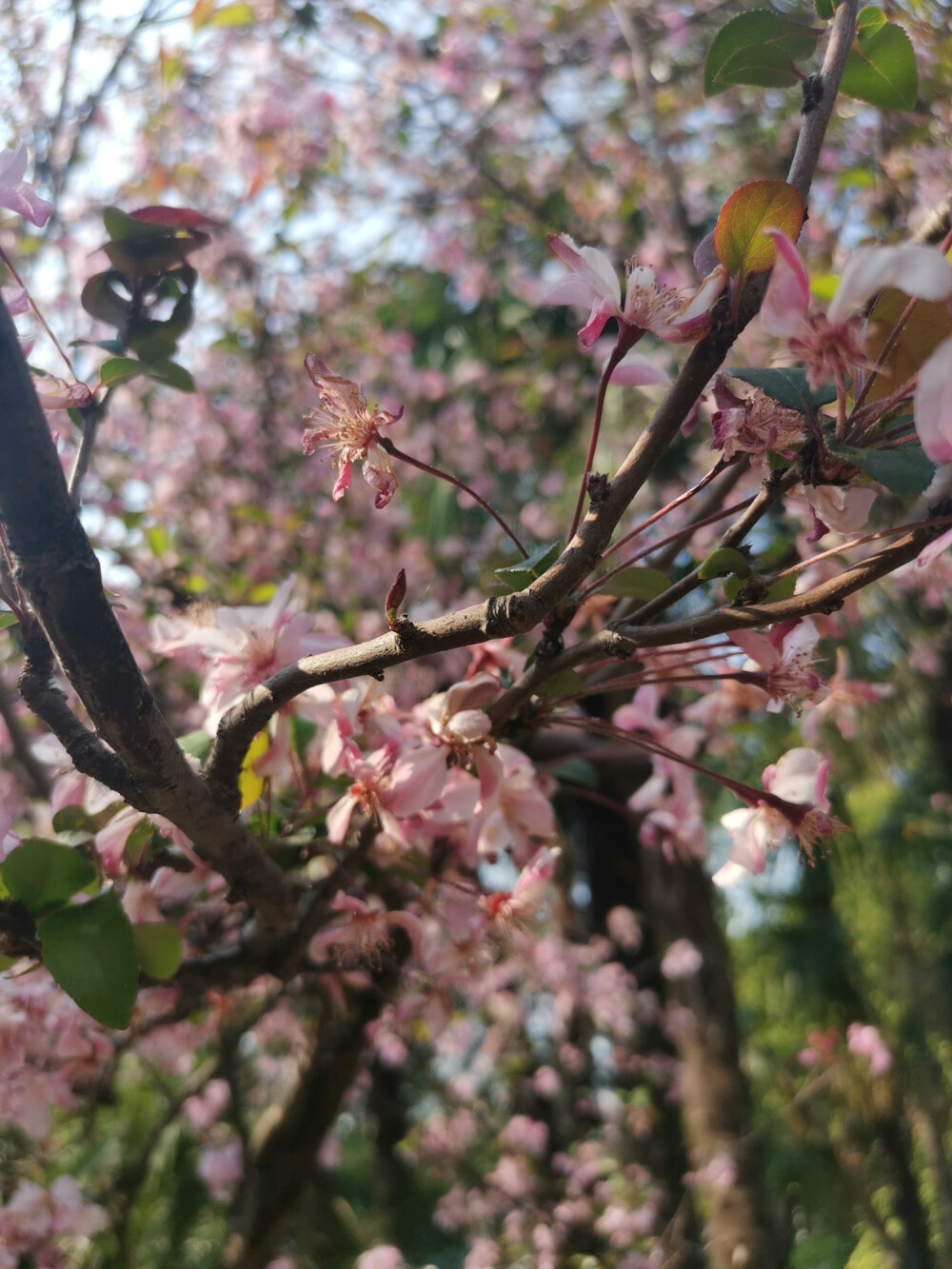 昆明 樱花