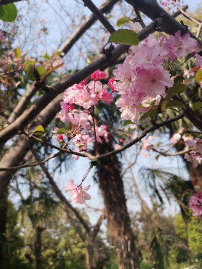 昆明 樱花