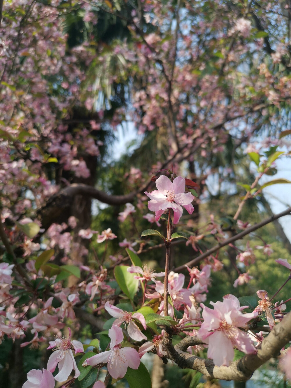 昆明 樱花