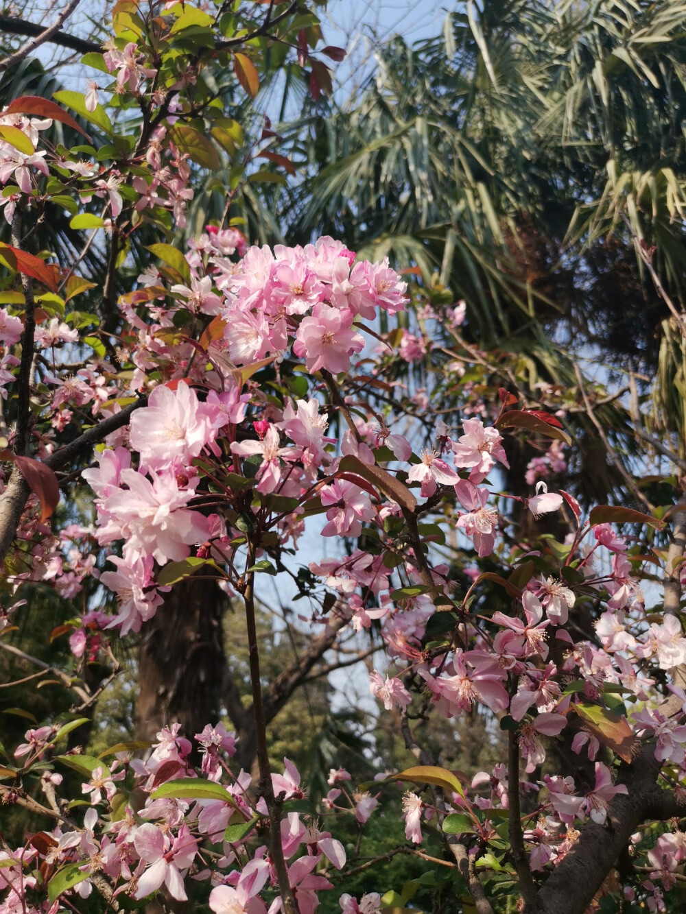 昆明 樱花