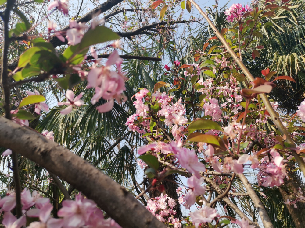 昆明 樱花