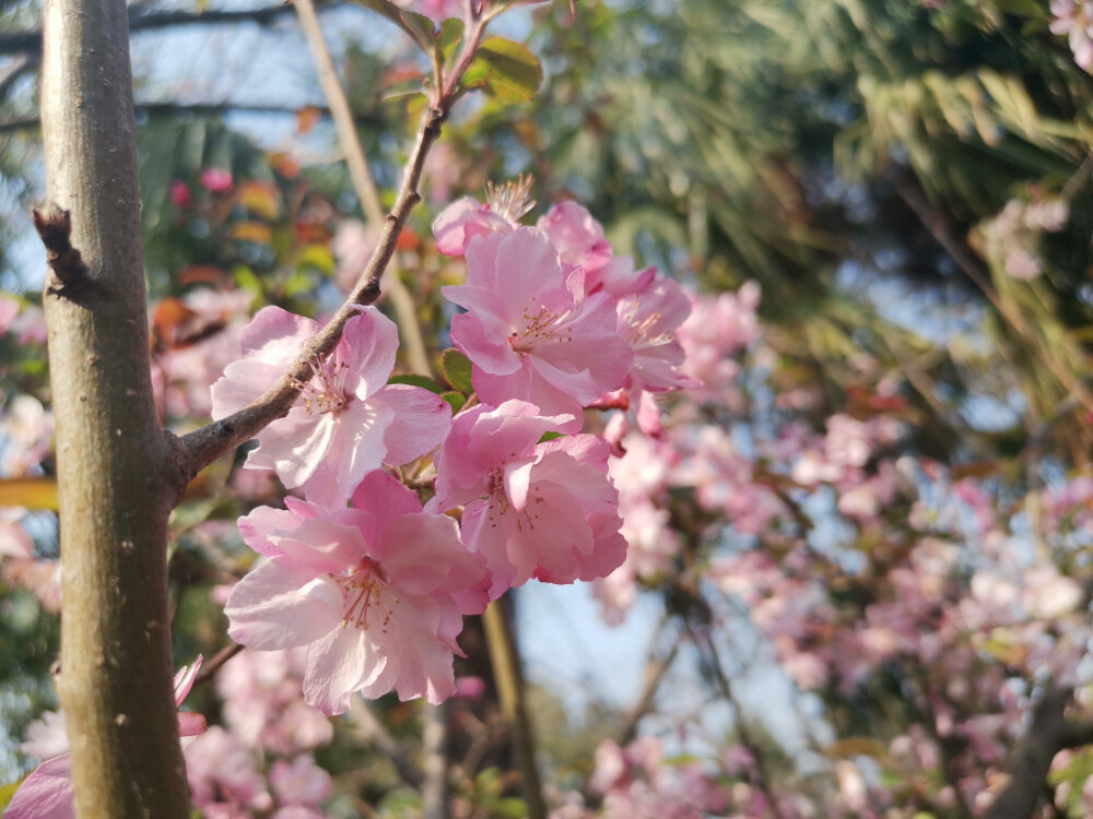 昆明 樱花 