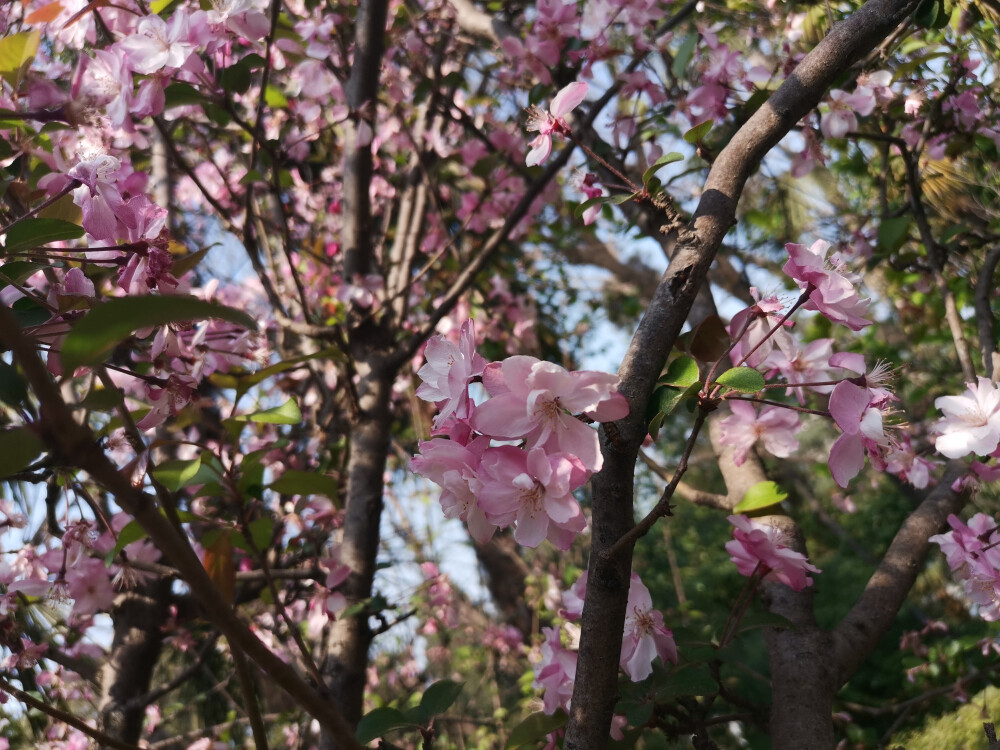 昆明 樱花 