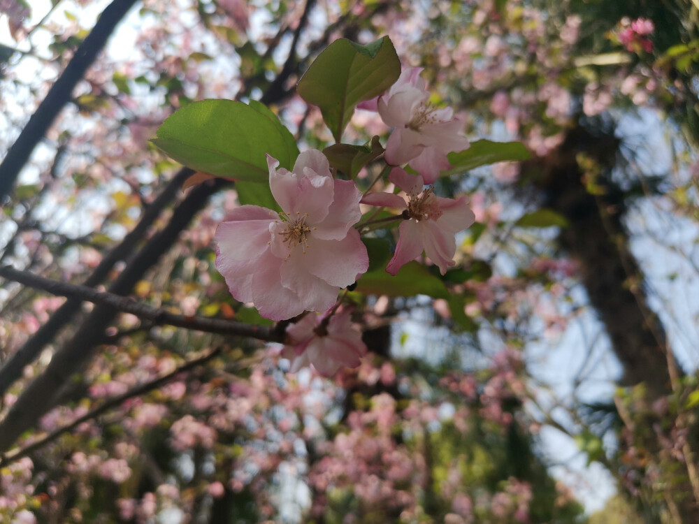 昆明 樱花 