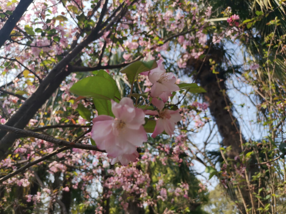 昆明 樱花 