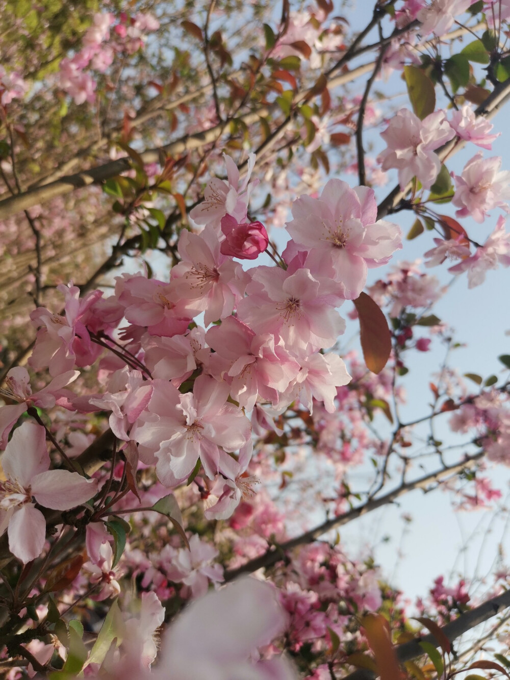 昆明 樱花 