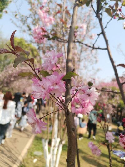  昆明 樱花